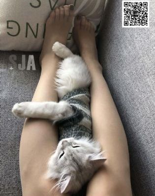 美国式3愈演愈烈免费看_BD国语电视剧在线观看
